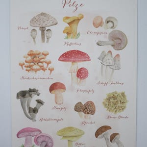 Champignons - Carte postale grande - Automne - Waldorf - Fly Agaric - Chanterelle - Champignons en automne - Art.