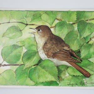 Usignolo - Cartolina - Tavola stagionale - Waldorf - Uccello - Art. SOPK350
