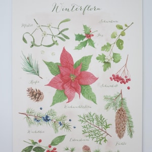 Winterflora - Postkarte groß - Winter - Advent - Waldorf - Jahreszeitentisch Weihnachten - Weihnachtsstern- Art. Nr. WIPK33