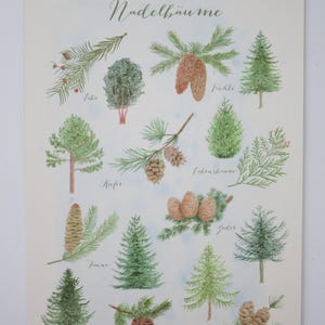 Conifères - grande carte postale - automne - Waldorf - sapin - pin - arbre en automne - article n°HEPK74