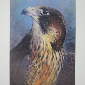 Falco pellegrino - Cartolina - Tavola stagionale - Waldorf - Uccello - Uccello rapace - Articolo n.HEPK167