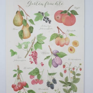 Gartenfrüchte - Postkarte groß - Sommer - Gartenarbeit - Waldorf - Jahreszeitentisch - Art. SOPK79