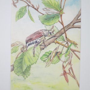 Maikäfer - Postkarte - Jahreszeitentisch - Waldorf - Frühling- Art.Nr FRPK33