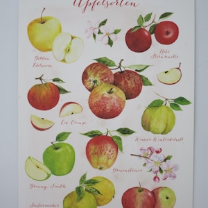 Varietà di mele - Cartolina grande - Autunno - Waldorf - Mele - Frutta in autunno - Articolo n.HEPK168
