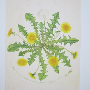 Dente di leone - Tavola stagionale - Cartolina - Pianta - Estate - Waldorf - Art.No.BLPK8