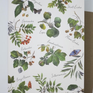 Arbres à feuilles caduques - carte avec enveloppe - carte double - automne - carte de vœux - chêne - châtaignier - frêne - érable - bouleau - article n°HEPK221