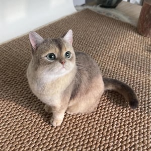 Op de afbeelding: Een gouden British Shorthair kat met groene ogen zit op een geweven bruin tapijt. De kat heeft een rond gezicht en een pluizige vacht met een mix van goud en grijs haar. De kat kijkt omhoog.