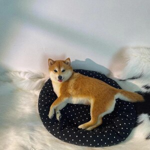Op de afbeelding: Een Shiba Inu hondenbeeldje met bruin en wit haar, rustend op een zwart hondenbed met witte stippen. De hond ligt met zijn tong uit. Het bed staat op een witte vacht.
