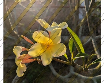 Yellow Plumeria Photograph [downloadable]