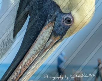 close up of pelican head [downloadable]