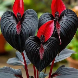 May include: Close-up of exotic flowers with heart-shaped, black leaves and vibrant red petals. The flowers have a unique texture and a striking color contrast. The stems are a deep red, and the overall composition is visually captivating.