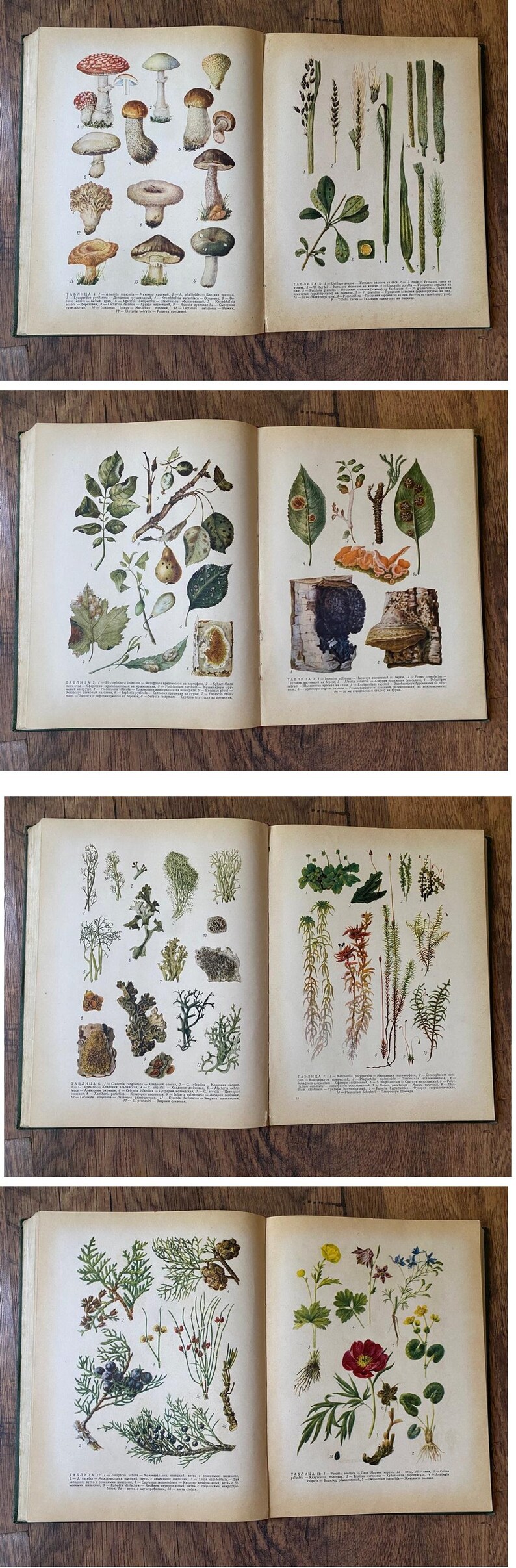 Vintage 1963 Soviet Botanical Atlas - 