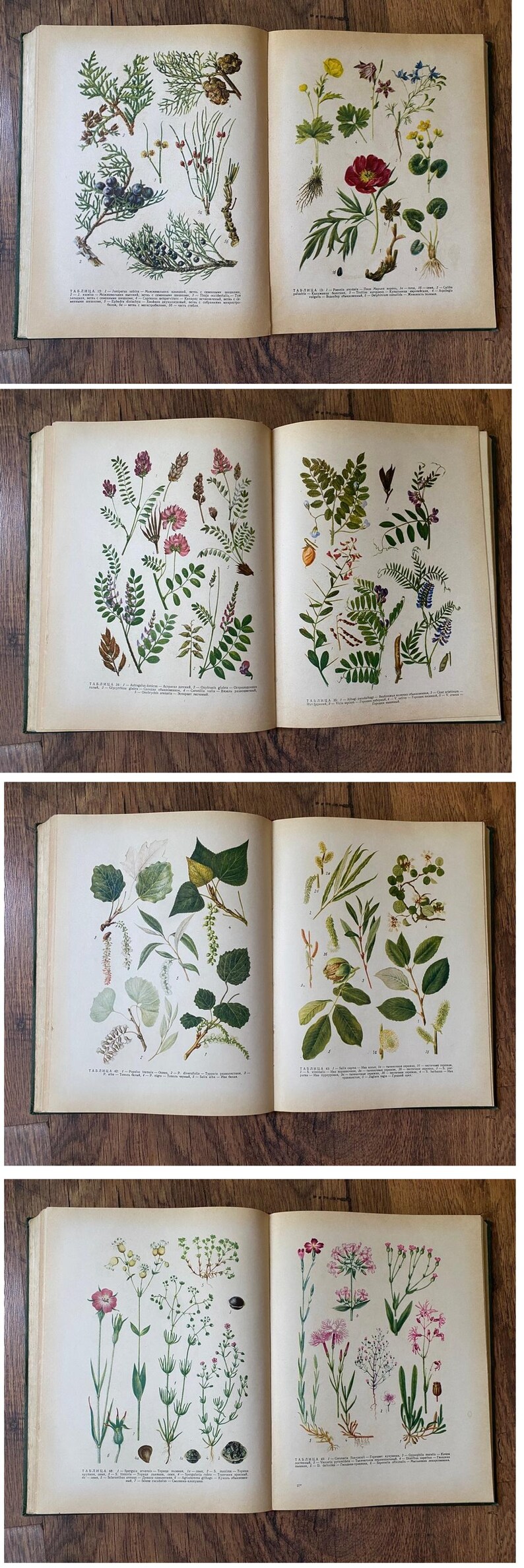 Vintage 1963 Soviet Botanical Atlas - 