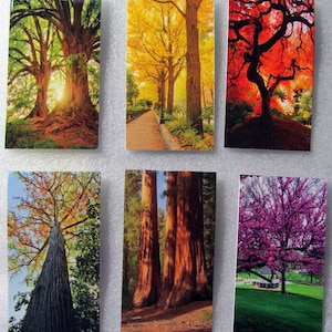 May include: A set of six postcards featuring different trees in various seasons. The postcards show a variety of trees, including a large oak tree, a row of yellow trees, a red maple tree, two giant sequoia trees, and a pink flowering tree.