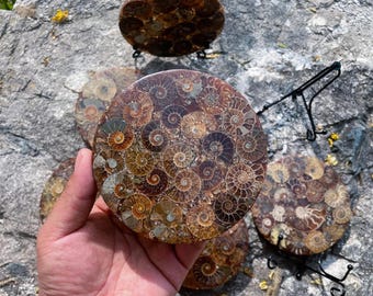 Ammonite Disc Fossil Conch Specimen Fossil coaster+Free Stand