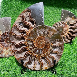 May include: Polished ammonite fossils with detailed spiral designs in shades of brown and tan. The fossils are displayed on small black stands against a backdrop of green artificial grass.