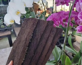 Losa de fibra de helecho arbóreo natural para orquídeas con gancho de metal para colgar