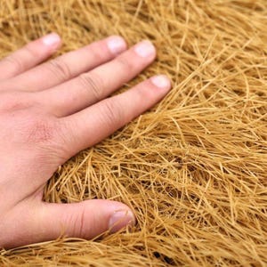 Puede incluir: Primer plano de una mano sobre un lecho de hierba o paja seca de color marrón dorado. La textura es densa y fibrosa, con hebras individuales visibles. La iluminación es suave, resaltando el color y la textura naturales.