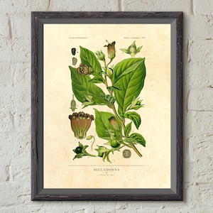 Atropa Belladonna Plant - Etsy