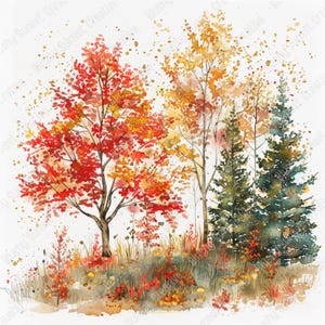 May include: A watercolor illustration of a forest scene featuring a vibrant red maple tree, a golden yellow birch tree, and two dark green pine trees. The ground is covered in scattered autumn leaves and grasses with a white background.