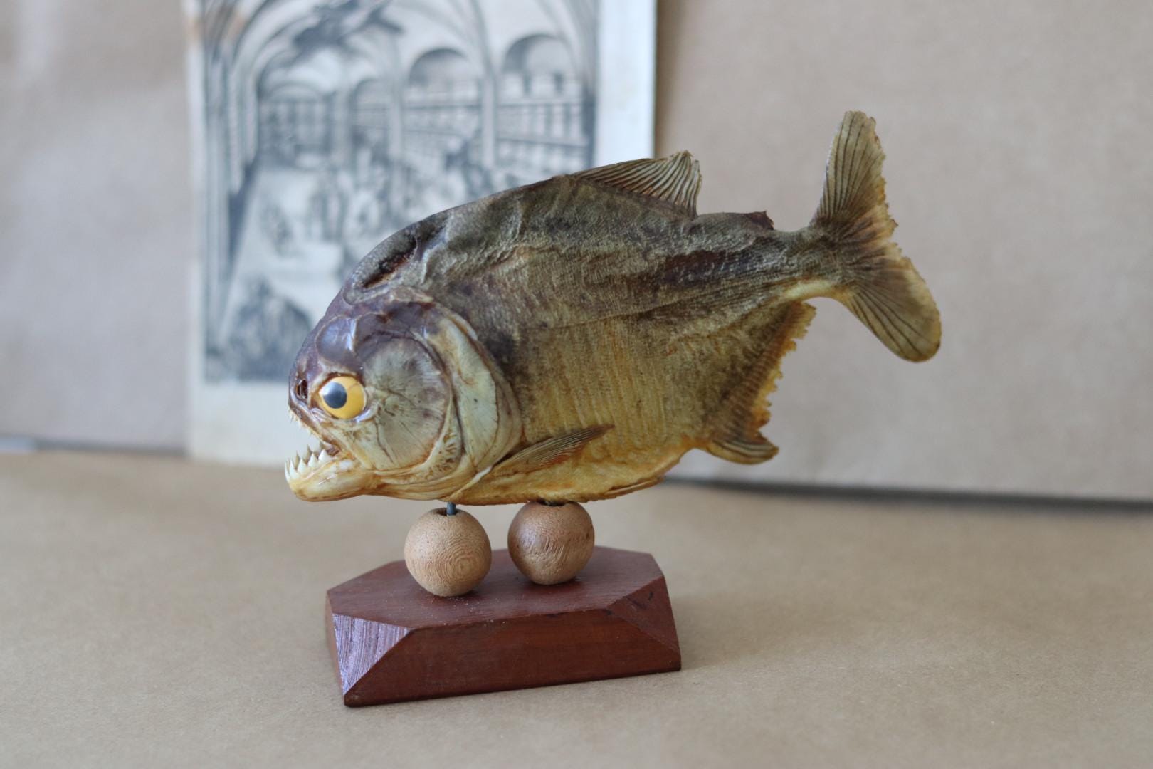 Piranha fish taxidermy - Etsy 日本
