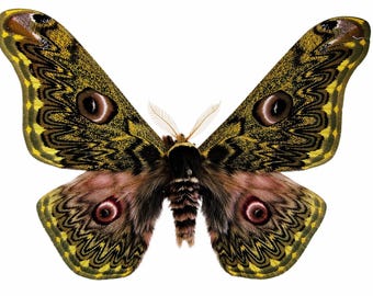 May include: A large moth with expansive wings featuring intricate patterns of olive green, yellow, and black. The wings display prominent circular eyespots with dark centers. The body is covered in dense, dark brown fur-like scales.