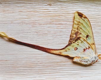 Actias Maenas Moon Moth  Specimen – Entomology Display-Ready to Ship US