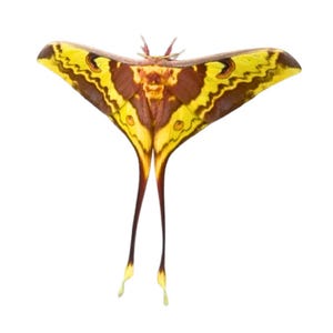 May include: A Luna moth with a striking design. The moth features large, yellow wings with brown and yellow patterns. The wings have a scalloped edge. The moth has long, slender tails with yellow tips. The moth is set against a white background.
