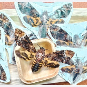 May include: A collection of Death's-head hawkmoths, with brown and yellow wings, displayed on a wooden tray. Some moths are in clear plastic packaging. The moths have a distinctive skull-like marking on their thorax.