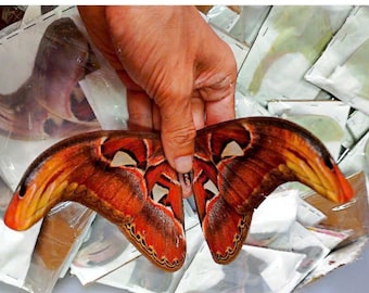 アトラス蛾の標本 – Attacus atlas 実物乾燥蛾 | 羽を広げた状態と閉じ