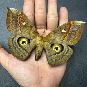 May include: A large moth with textured brown wings featuring prominent yellow and black eyespots on the lower wings, orange bands across the upper wings, and small white markings near the top edges, displaying a detailed fuzzy body structure.