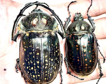 Real Goliath Beetle Dried Insect Specimen Huge 85mm Goliathus