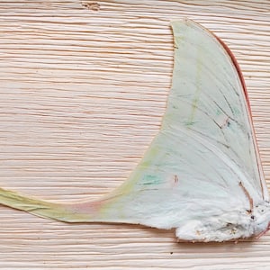 May include: A moth wing with a pale green and white color scheme, featuring red and brown accents. The wing has a delicate, textured appearance and is set against a light brown, textured background.