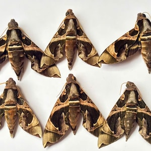 4 Echte Daphnis dohertyi Schwärmer | Konservierte Sphingidae Specimens, Green Wings geschlossen