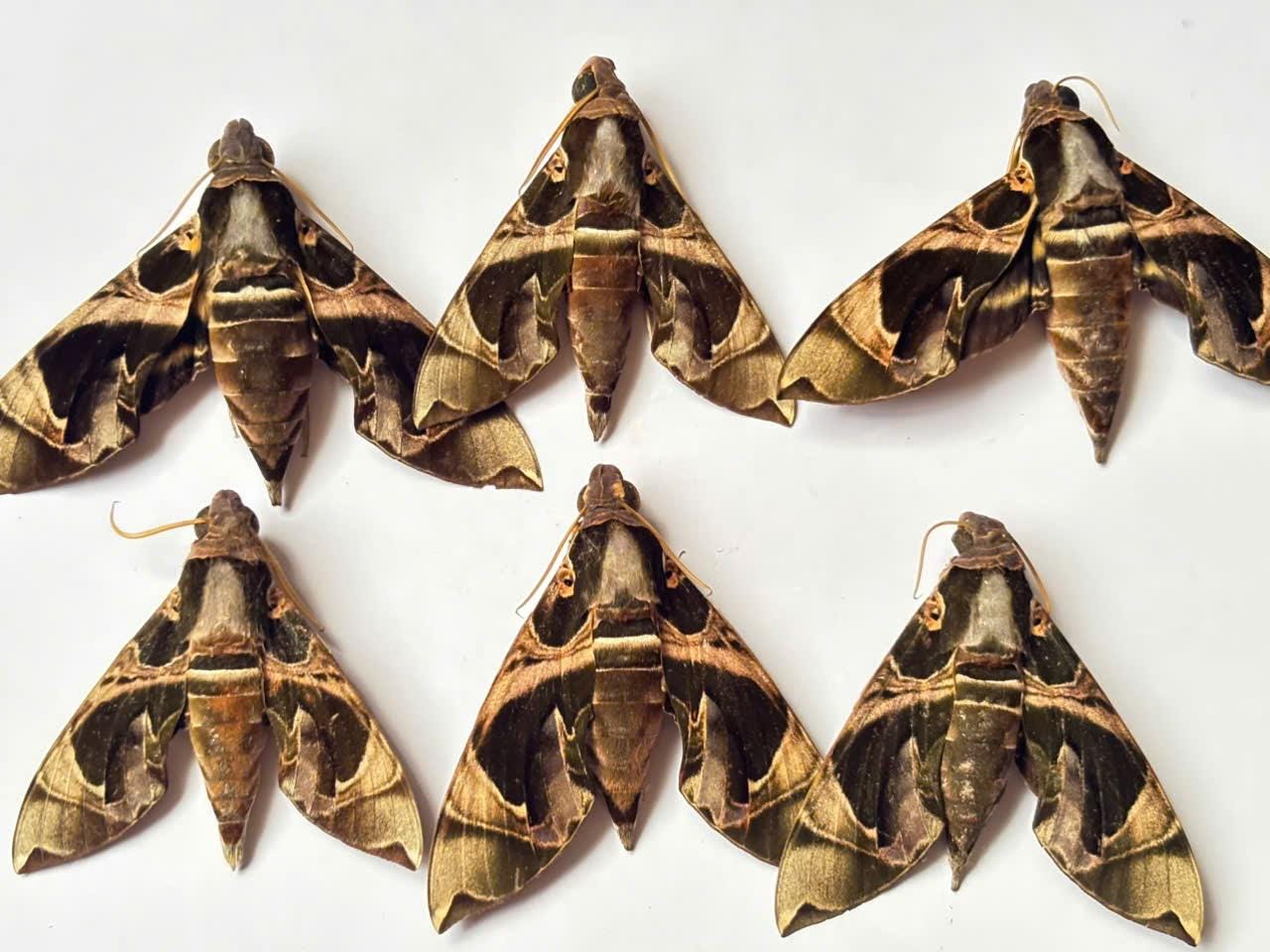 Sphingidae - Etsy 日本