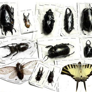 Kolekcja 18 prawdziwych owadów | Chrząszcze, cykady, skorpiony, motyle | Oprawiona ekspozycja entomologiczna