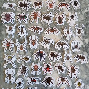 Pode incluir: Uma coleção de autocolantes de aranhas em vários tamanhos e designs. Os autocolantes apresentam ilustrações detalhadas de aranhas em tons de castanho, preto, vermelho e branco. Os autocolantes estão sobre um fundo branco com uma superfície semelhante a mármore.