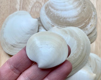 Disc Dosinia Clam Shells