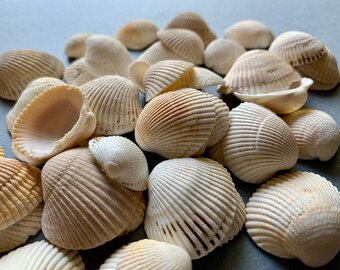 Ponderous Ark Shells