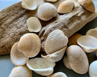 Virginia Beach Seashells, Ponderous Ark Shell