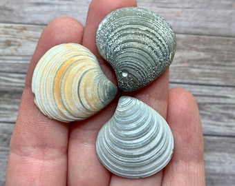 Astarte Clam Shells