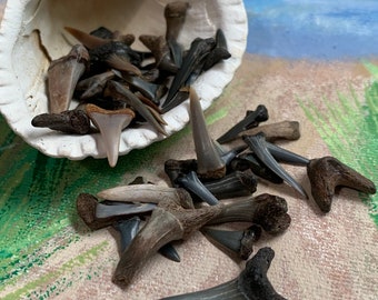 Shark Tooth Fossil Collection