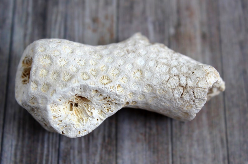 Coral Fossil Branch Virginia Fossil Fossil Collector Virginia James River