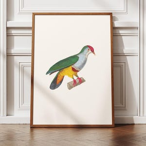 May include: A framed print featuring a colorful bird illustration. The bird has green wings, a red head, and yellow and orange accents. The artwork is displayed against a white background, framed in a brown wooden frame, and leans against a white wall.