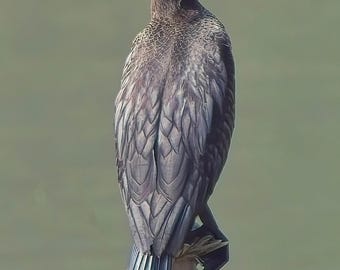Fotoafdruk van een portret van een aalscholver (Aalscholver) 8/10 inch (20,5 x 25,5 cm), oningelijst.