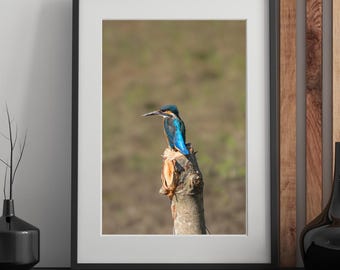IJsvogel neergestreken op boomstronk | Vogelfotografie in het wild (digitale print)