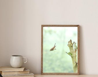 Winter bosvogel muurkunst en woondecoratie
