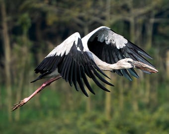 Aziatische openbill ooievaar fotografieprint – exotische vogels muurkunst (digitale download)