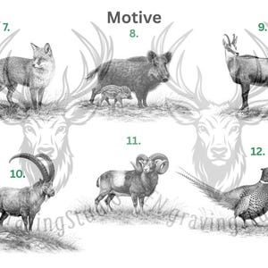 May include: A collection of six black and white wildlife illustrations labeled with numbers 7 through 12. The images depict a fox, a wild boar with a piglet, a chamois, an ibex, a mouflon ram, and a pair of pheasants, all set against a white background.