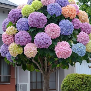 Snowball Hydrangea Seeds – Wedding Blooms